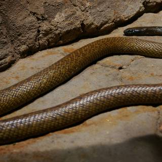 Inland taipan wallpaper