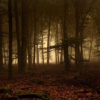 Dense forest wallpaper