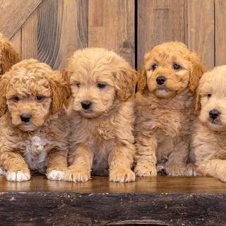 Goldendoodle puppies wallpaper