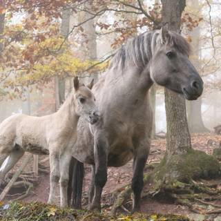 White foals wallpaper