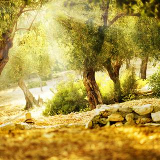 Natural vegetation wallpaper