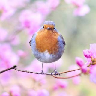 Spring bird wallpaper