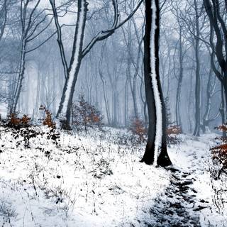 4k winter woods wallpaper