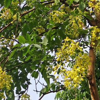 Cassia fistula wallpaper