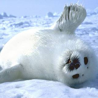 Cute seals wallpaper