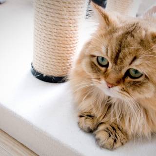 House cats wallpaper