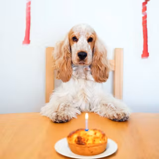 Birthday dog wallpaper