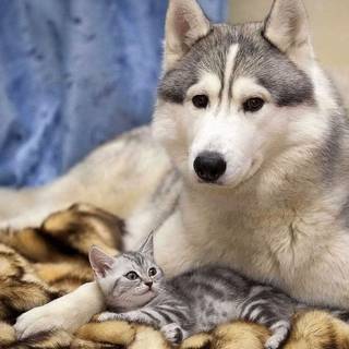 Wolves and cats wallpaper