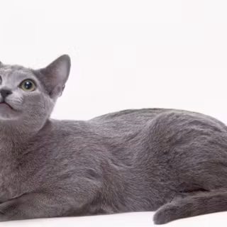 Russian Blue cat wallpaper