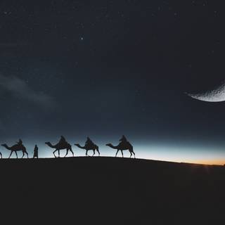 Sahara camel night wallpaper