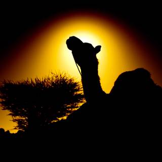 Sahara camel night wallpaper