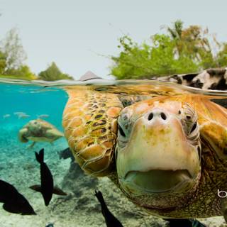 Sea turtle PC wallpaper