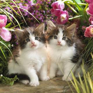 Spring cats 1920x1080 wallpaper