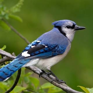 Blue jay bird wallpaper