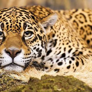 Jaguar cat wallpaper
