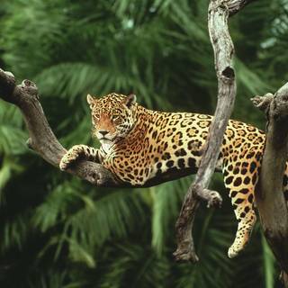 Jaguar cat wallpaper