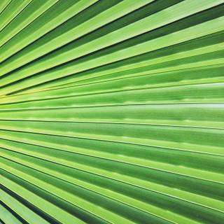 Leaf textures wallpaper