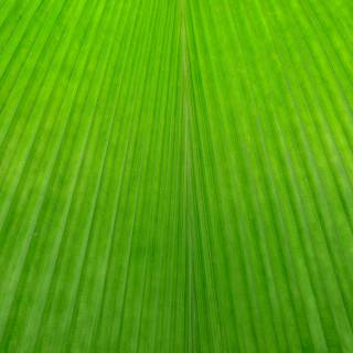 Leaf textures wallpaper