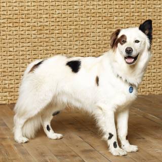 Dog With a Blog wallpaper