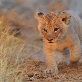 Cute baby lions wallpaper