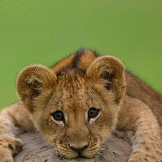 Cute baby lions wallpaper