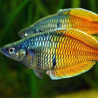 Fresh fish wallpaper