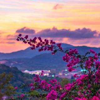 Colourful nature wallpaper