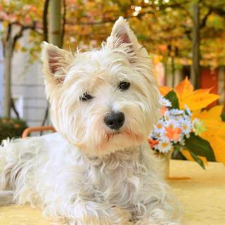West Highland White Terrier wallpaper