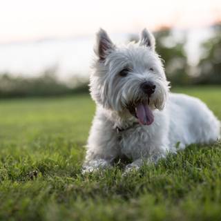 West Highland White Terrier wallpaper