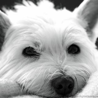 West Highland White Terrier wallpaper