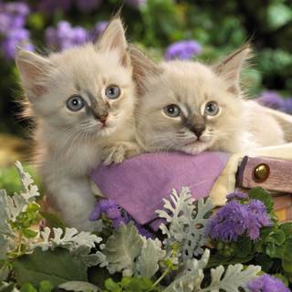 Desktop cute animal wallpaper