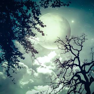 Jungle night wallpaper