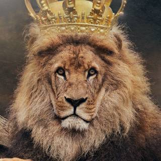 iPhone lion 4k wallpaper