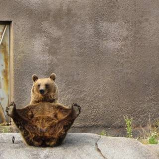 Funny bears wallpaper