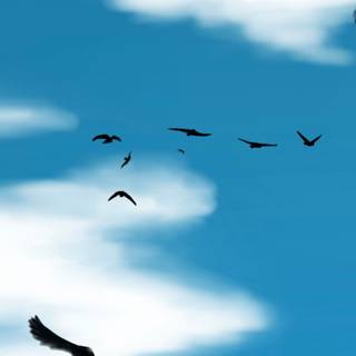 Birds in sky wallpaper