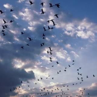 Birds in sky wallpaper
