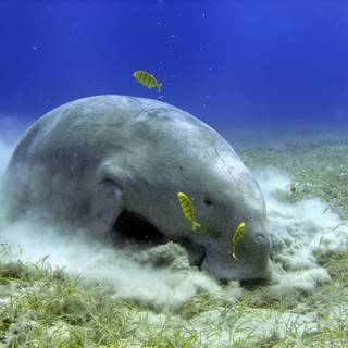 Dugong wallpaper