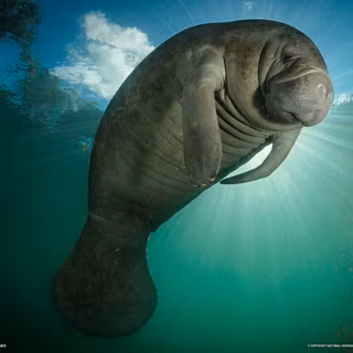 Dugong wallpaper