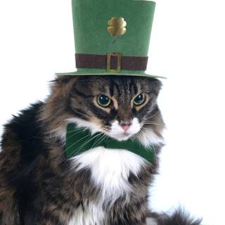 Animal St Patrick's Day wallpaper