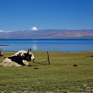 Lake Manasarovar wallpaper
