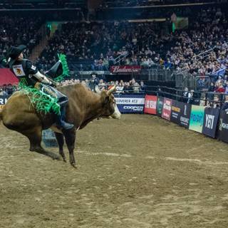 Bucking bulls wallpaper