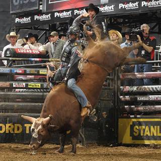 Bucking bulls wallpaper