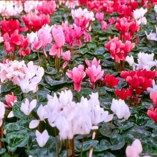 Cyclamen wallpaper