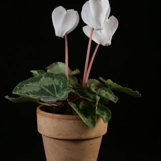 Cyclamen wallpaper
