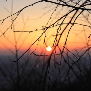 Winter tree sunset wallpaper