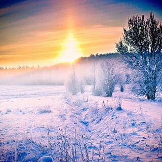 Winter tree sunset wallpaper