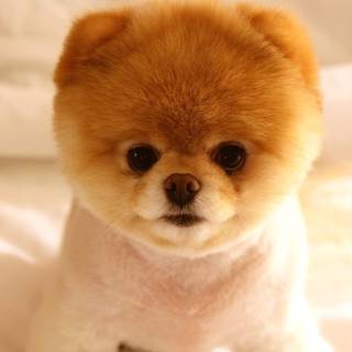 Cute little dogs wallpaper