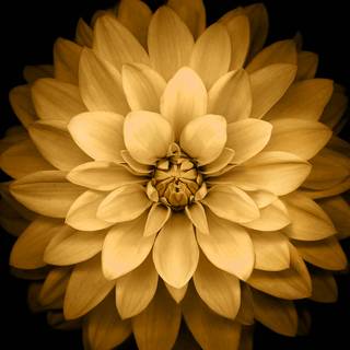 Yellow flowers iPhone wallpaper