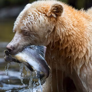 Spirit bear wallpaper