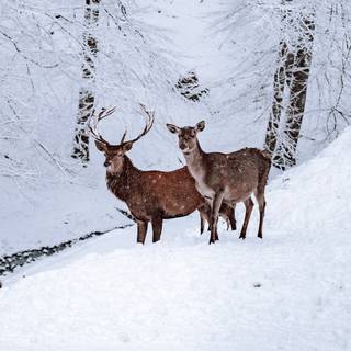 Deer in snow wallpaper